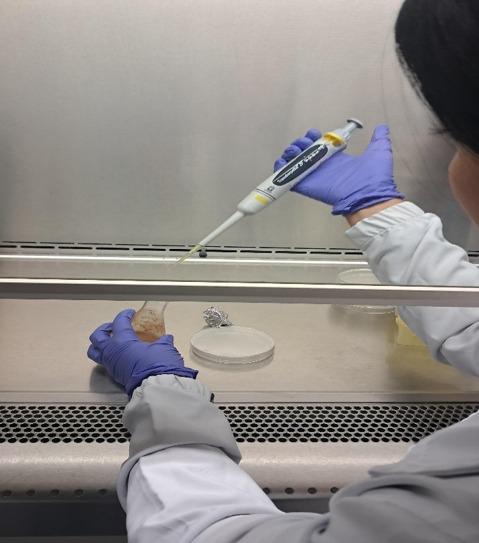 Persona con guantes de nitrilo utilizando una micropipeta marca Transferpette S sobre un frasco pequeño protegido con papel aluminio dentro de cabina de bioseguridad